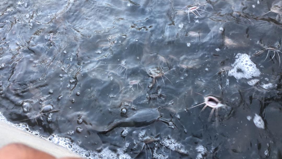 Edible Catfish - Image 2