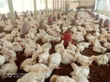 Ideal Chicken - Image 1