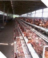 Ideal Chicken - Image 2